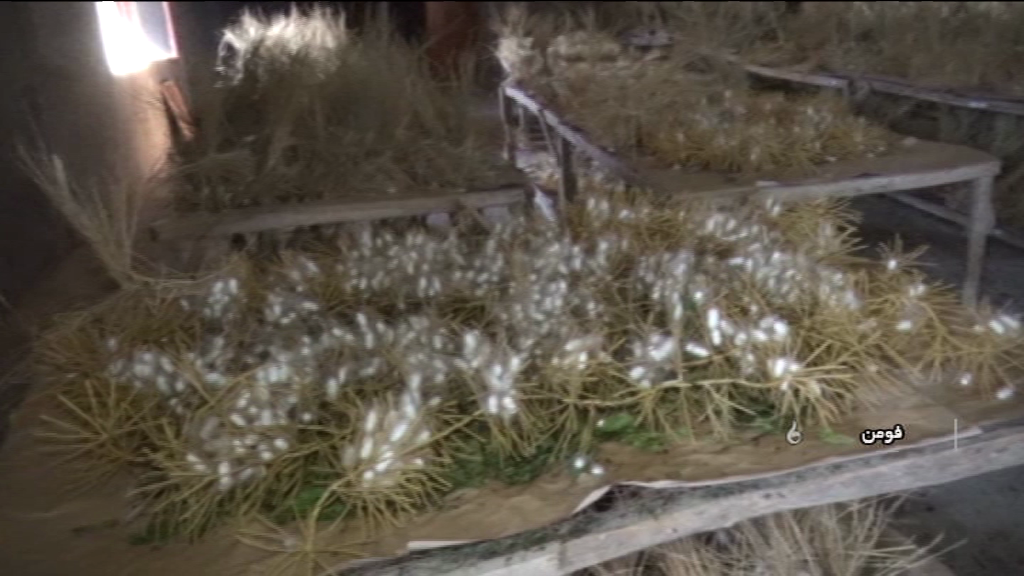 تلاش نوغاندران گیلانی برای سالی پررونق