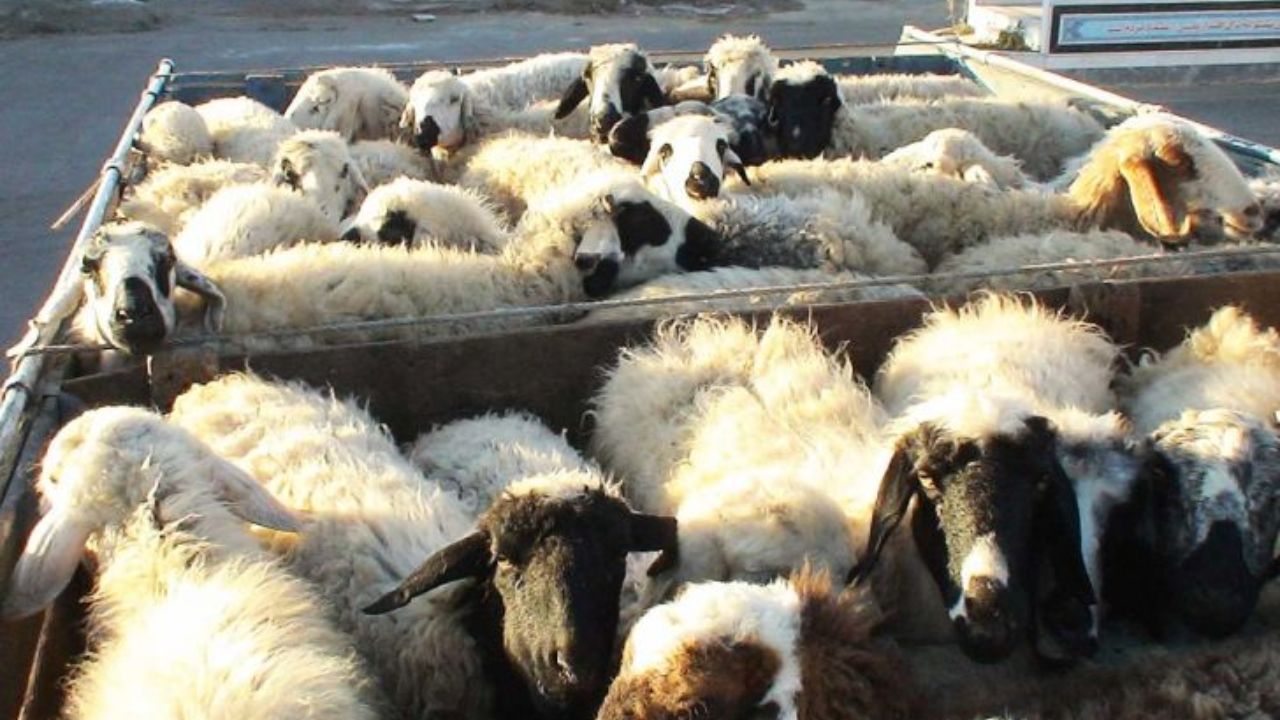 کشف و توقیف 72 رأس احشام غیرمجاز در مهاباد کشف و توقیف 72 رأس احشام غیرمجاز در مهاباد