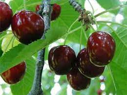 پیش بینی برداشت چهار هزار تن گیلاس از باغهای شهرستان اشنویه پیش بینی برداشت چهار هزار تن گیلاس از باغهای شهرستان اشنویه