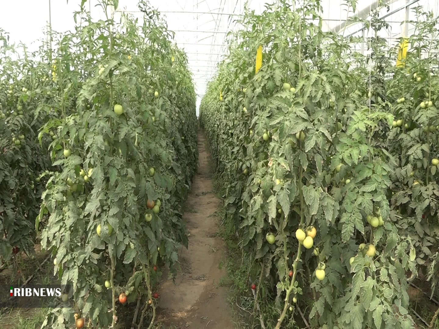 افتتاح چندین طرح&zwnj; بخش کشاورزی در شهرستان همدان