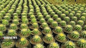 پرورش گل&zwnj;های کاکتوس در همدان