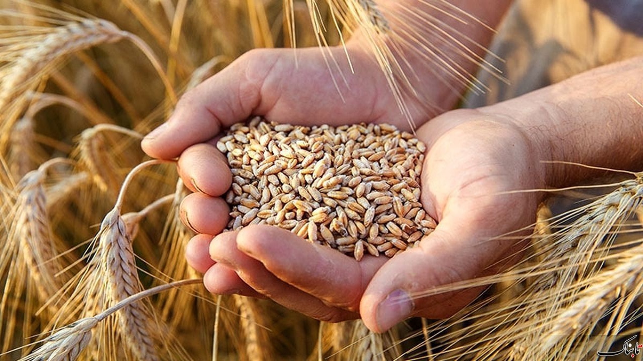 خرید ۶۰۰ هزار تن گندم کشاورزان گلستانی