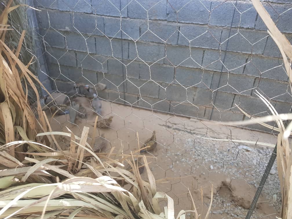 کشف و ضبط چندین قطعه کبک و کوکر در شهر آبپخش دشتستان