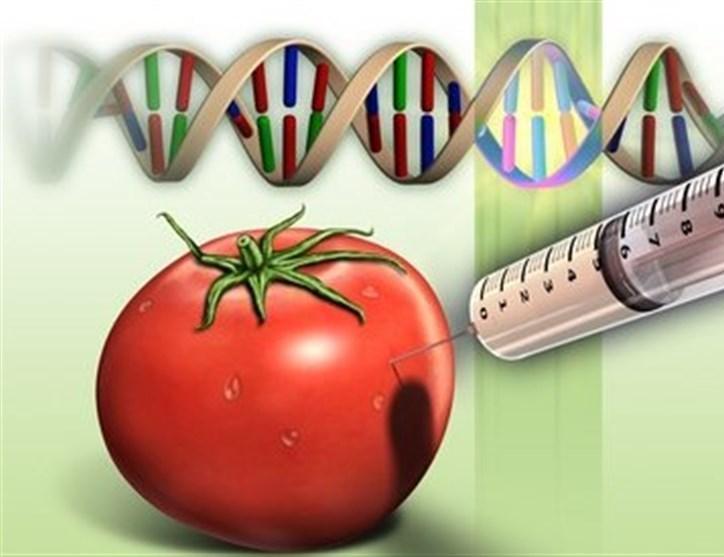 تقابل مافیای تراریخته با محصولات ارگانیک در ایران تقابل مافیای تراریخته با محصولات ارگانیک در ایران