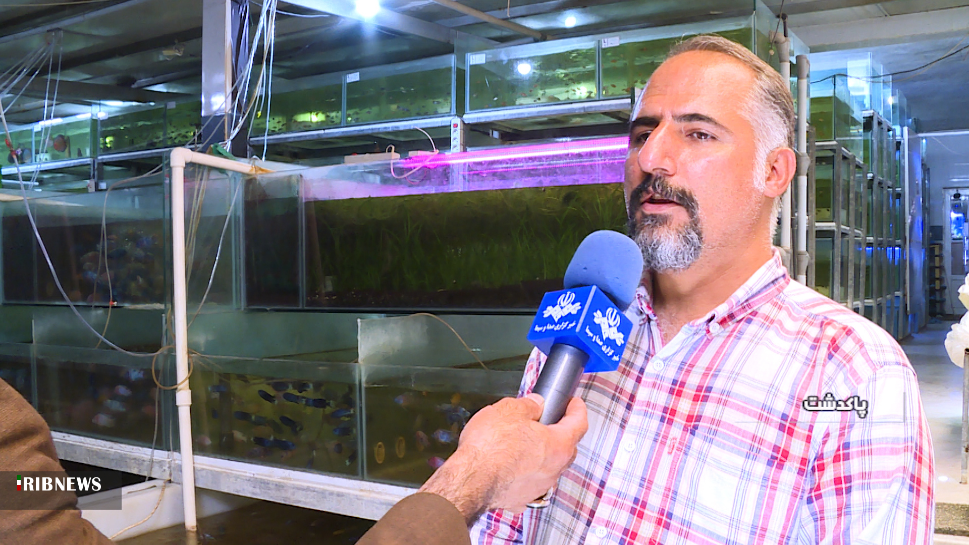 رونق تولید در روستای آلوئک با تکثیر و پرورش ماهیان زینتی