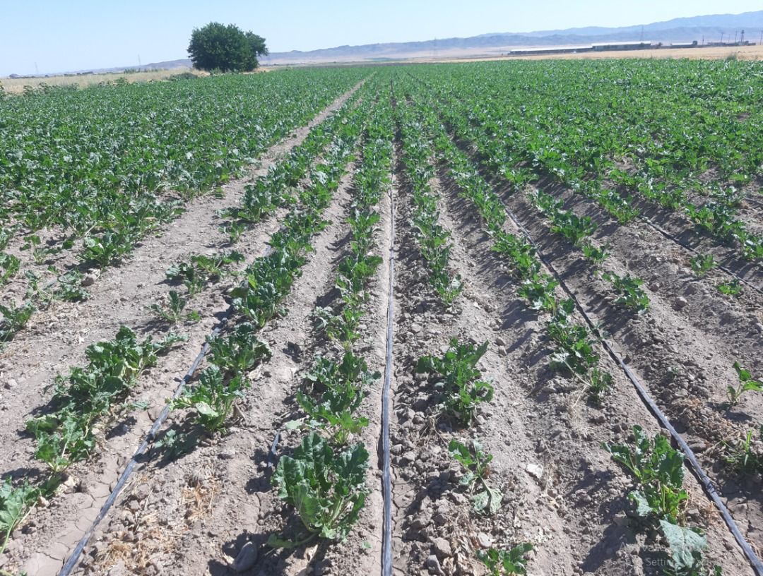 پایان کشت چغندر قند بهاره در فریمان