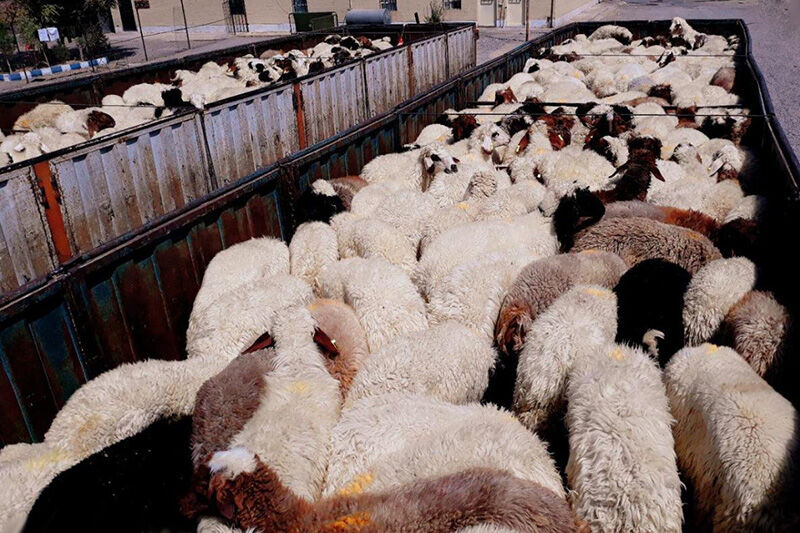 کشف ۱۵۲ راس دام قاچاق در مرزهای دهلران کشف ۱۵۲ راس دام قاچاق در مرزهای دهلران