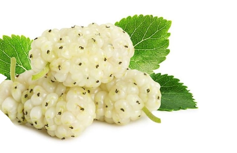 برداشت میوه توت از باغات بهاباد برداشت میوه توت از باغات بهاباد