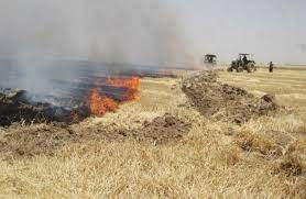 مزارع دالاهو طعمه حریق شد