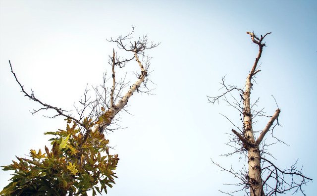 مرگ تدریجی درختان چنار چهارباغ کرج مرگ تدریجی درختان چنار چهارباغ کرج