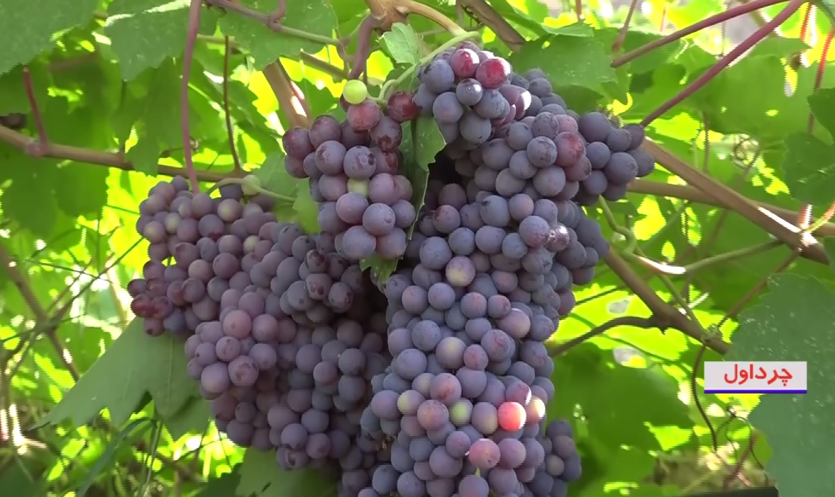 برداشت انگور از تاکستان‌های روستای چم بور