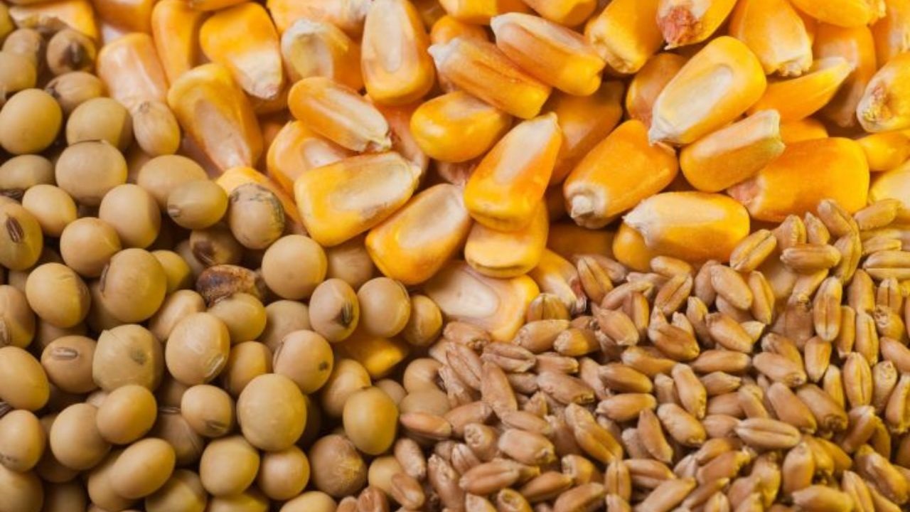 ذخیره بیش از ۲ میلیون تن نهاده دامی در انبارهای بندر امام خمینی ذخیره بیش از ۲ میلیون تن نهاده دامی در انبارهای بندر امام خمینی