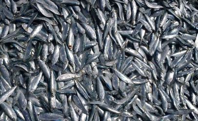 صید ۲۰ هزار و ۵۳ تُن کیلکا ماهیان در دریای خزر صید ۲۰ هزار و ۵۳ تُن کیلکا ماهیان در دریای خزر