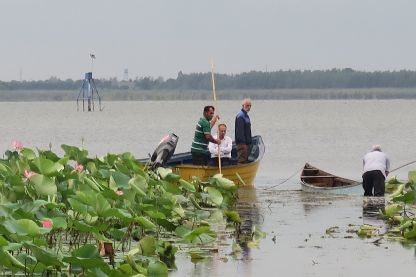 رهاسازی بچه ماهیان گرم آبی در تالاب انزلی رهاسازی بچه ماهیان گرم آبی در تالاب انزلی