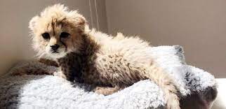 توله یوز توران گوشتخوار شد