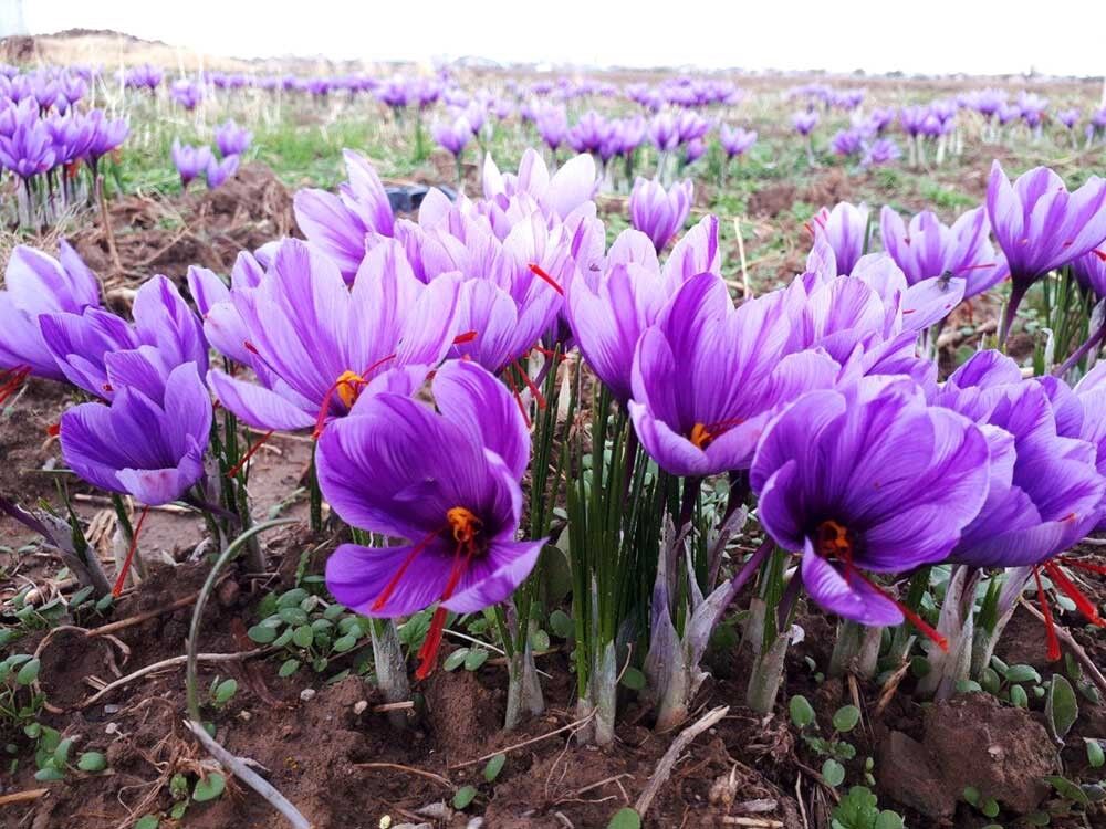 حمایت مجلس شورای اسلامی از زعفران کاران