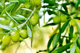 زیتون دوستدار قلب و محافظ پوست در برابر اشعه فرابنفش