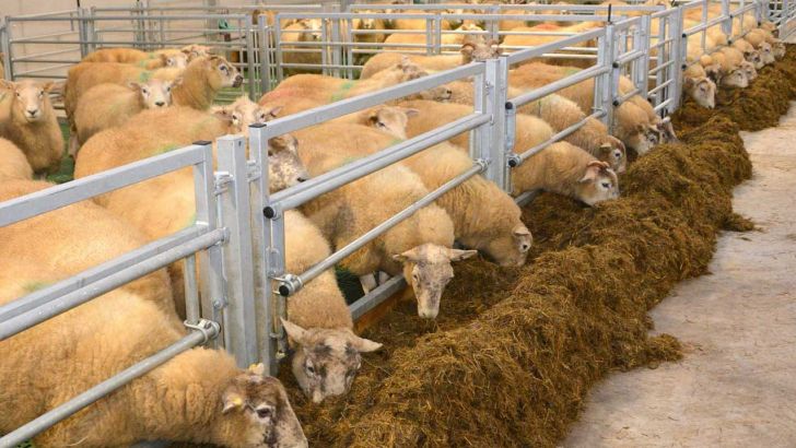 قیمت یک میش برابر یک گونی جو شد؛ به فکر دامداران باشید