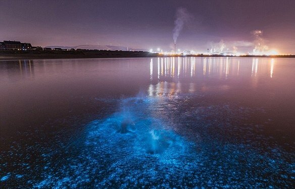 شکار پدیده «دریای شیری» نخستین بار با دوربین شکار پدیده «دریای شیری» نخستین بار با دوربین