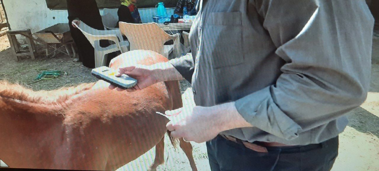 تراشه گذاری اسب های کاسپین در رضوانشهر