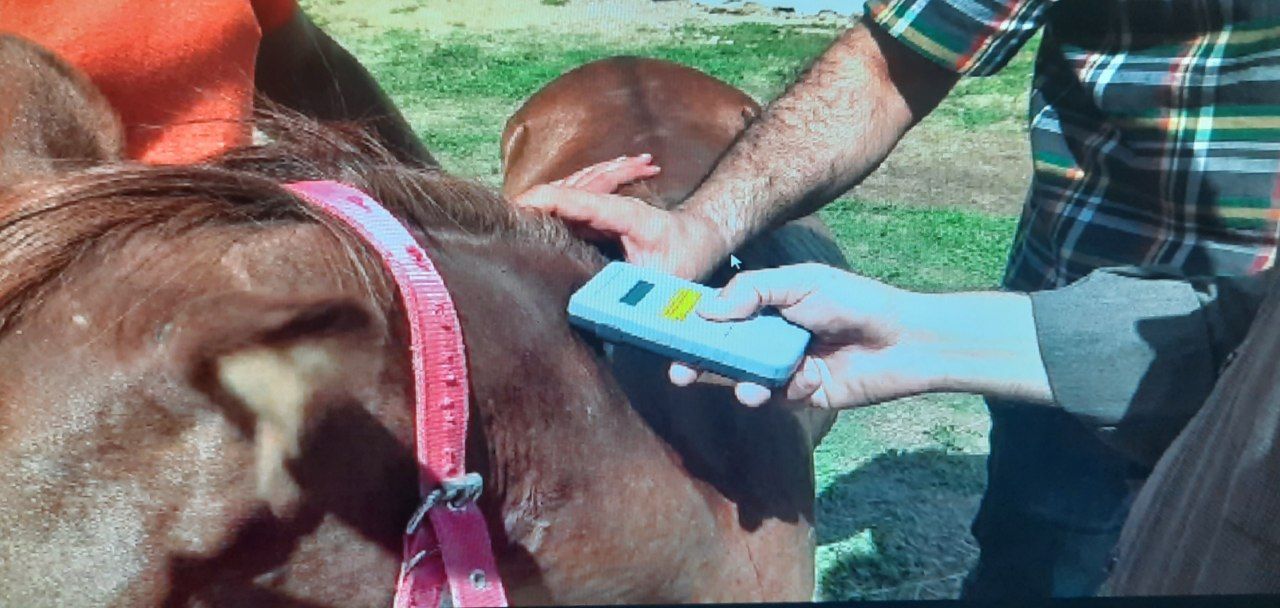 تراشه گذاری اسب های کاسپین در رضوانشهر