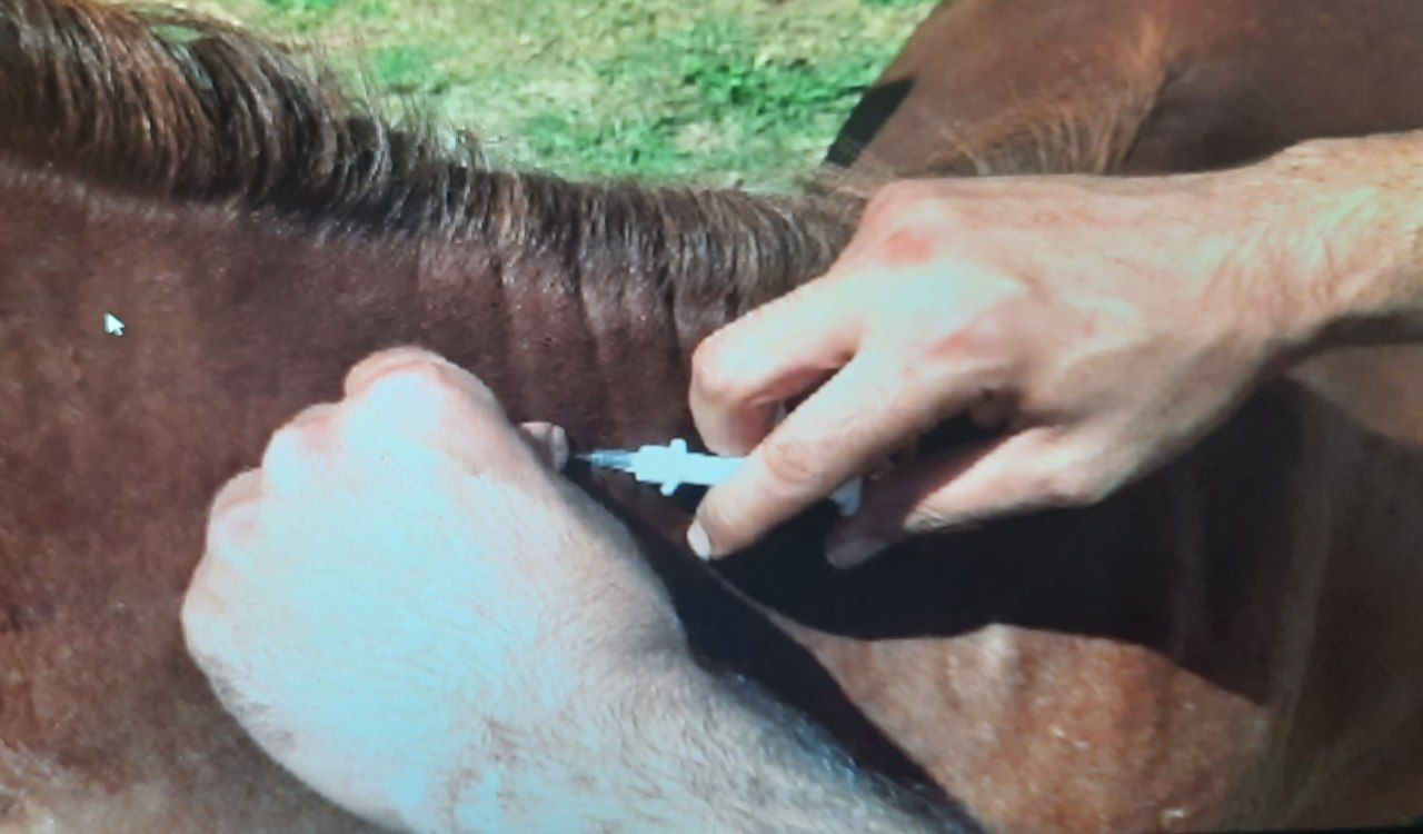 تراشه گذاری اسب های کاسپین در رضوانشهر