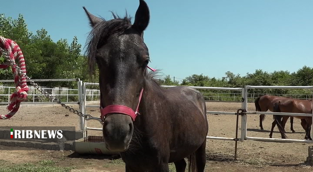 تراشه گذاری اسب های کاسپین در رضوانشهر