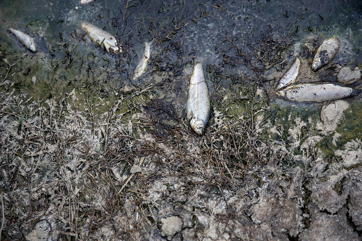 تلف شدن ۱۵ هزار قطعه ماهی در دینور آب