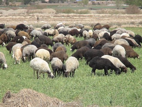 واکسیناسیون رایگان دام‌های عشایر در منطقه لار آغاز شد