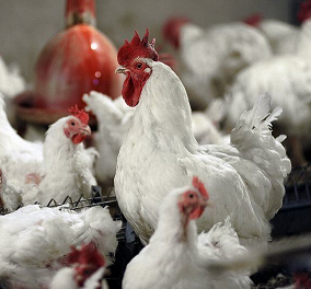 شناسایی ۴۳ کانون بیماری آنگارای طیور در خراسان رضوی شناسایی ۴۳ کانون بیماری آنگارای طیور در خراسان رضوی