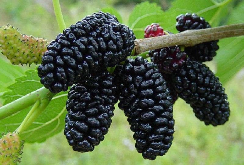 شاتوت ضد بیماری قلبی