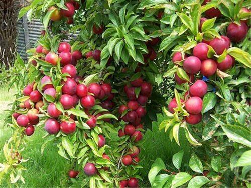 برگزاری جشنواره آلو در چهار باغ البرز