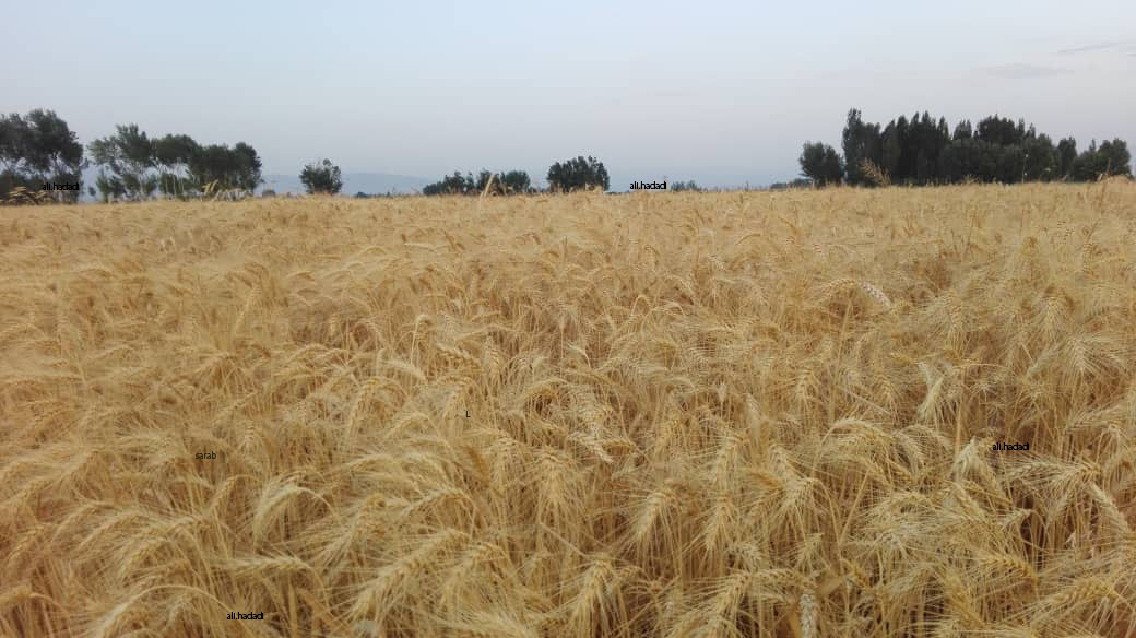 وزیر جهاد کشاورزی از کشت قراردادی گندم خبر داد