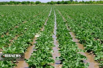 کشت چغندر علوفه‌ای در همدان