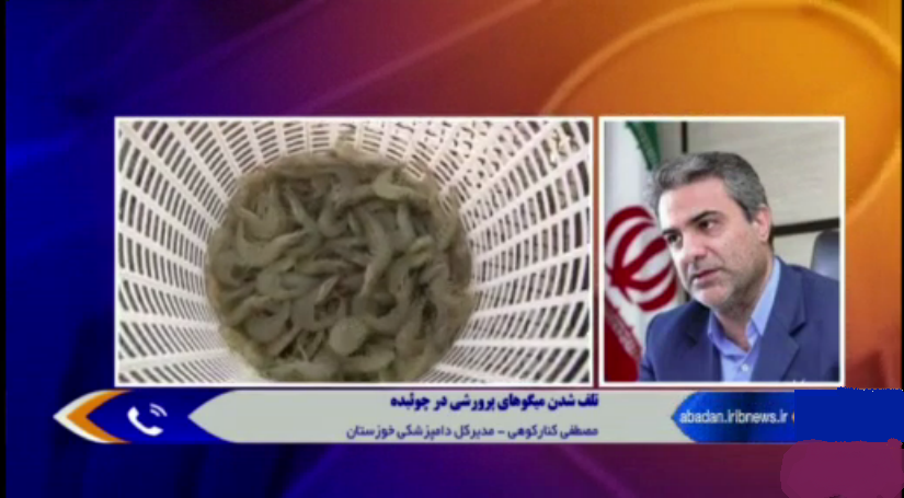 مشخص شدن علت تلفات میگوهای پرورشی تا ۲۴ ساعت آینده