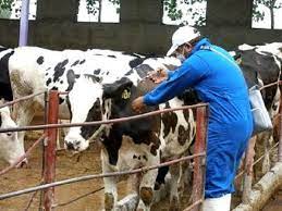 اجرای طرح واکسیناسیون رایگان دام‌های استان علیه تب برفکی