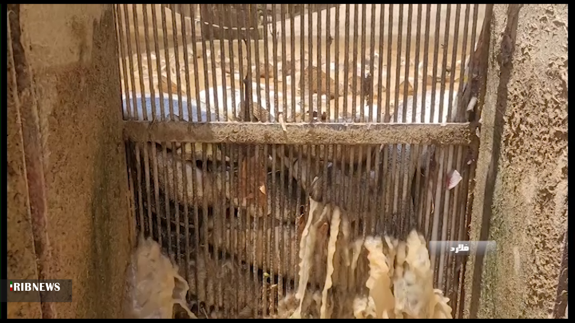 خسارت ۱۰۰ درصدی سیل به مزارع پرورش ماهی در فلارد+ فیلم