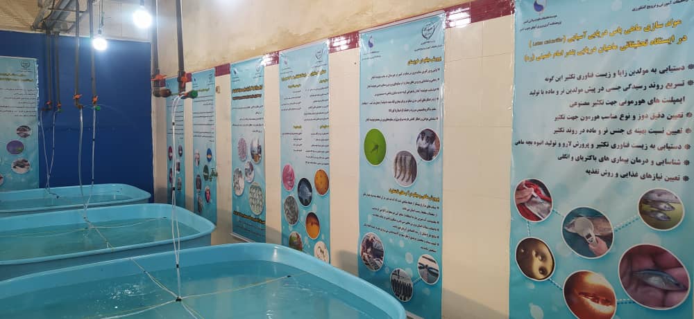 رونمایی از طرح تکثیر ماهی باس دریایی در بندرامام خمینی رونمایی از طرح تکثیر ماهی باس دریایی در بندرامام خمینی