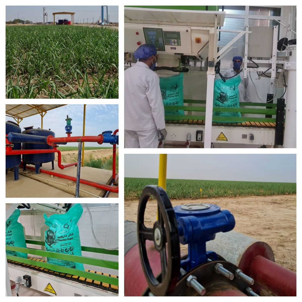 دریافت مجوز دانش‌بنیان توسط نیشکر فارابی