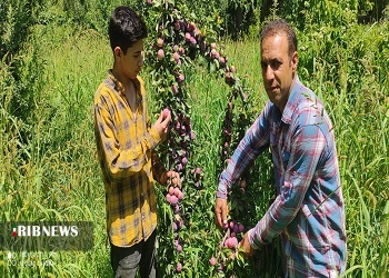 برداشت ۳ هزار و ۸۰۰ تن برداشت میوه‌های سردرختی در فیروزکوه