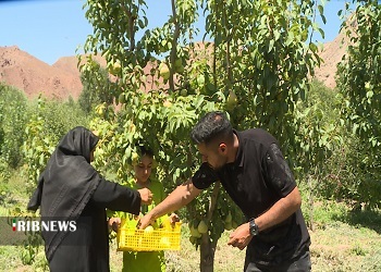 برداشت ۳ هزار و ۸۰۰ تن برداشت میوه‌های سردرختی در فیروزکوه