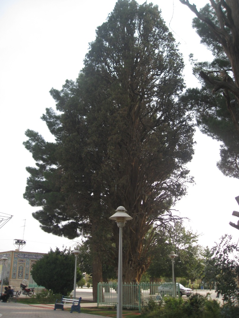 ثبت ملی درخت سرو ۵۵۰ ساله کاشمر