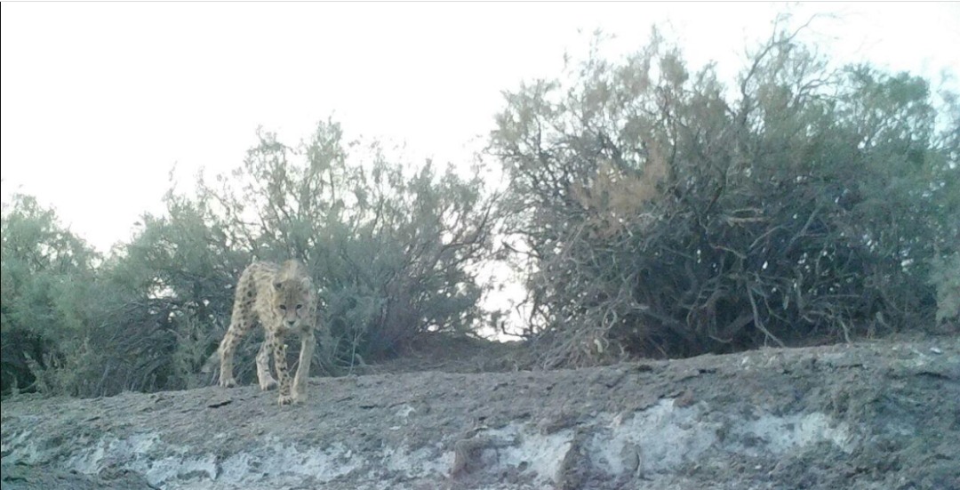 هلیا؛ یوز تازه شناسایی شده و نویدبخش احیاء گونه جانوری هلیا؛ یوز تازه شناسایی شده و نویدبخش احیاء گونه جانوری