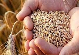 کشف بیش از ۳۶ تن گندم قاچاق در زنجان