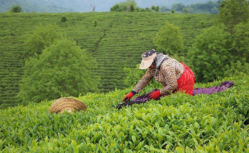 واریز ۵۰ میلیاردتومان دیگر از مطالبات چایکاران شمال کشور واریز ۵۰ میلیاردتومان دیگر از مطالبات چایکاران شمال کشور