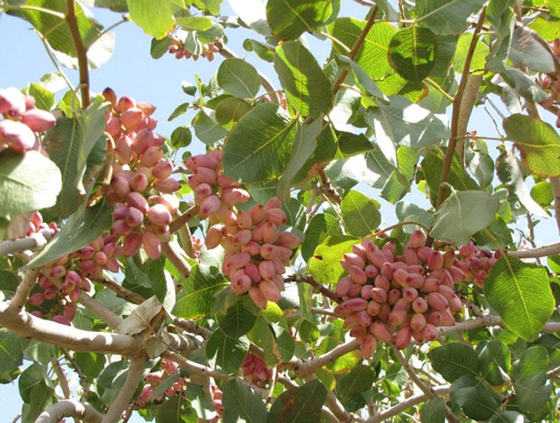 طرح پیشگیری از سرقت پسته در باغات کرمان طرح پیشگیری از سرقت پسته در باغات کرمان