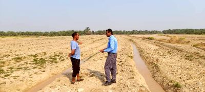 مساحی کشت تابستانه در در شبکه آبیاری شادگان مساحی کشت تابستانه در در شبکه آبیاری شادگان