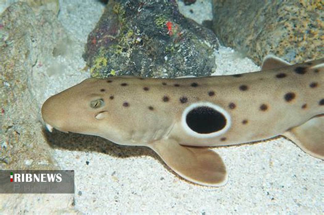 کوسه ای که راه میره