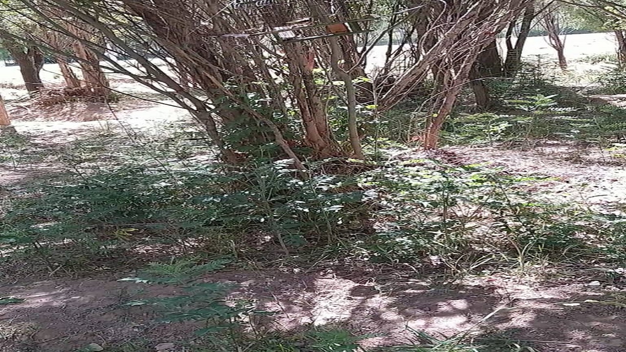 دستگیری صیادان پرنده در آوج دستگیری صیادان پرنده در آوج