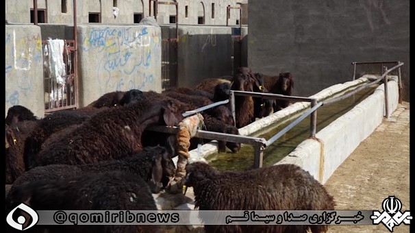 دغدغه‌های اهالی بزرگترین شهرک دامپروری استان قم